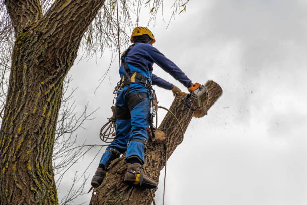 Trusted Munford, AL Tree Removal Experts