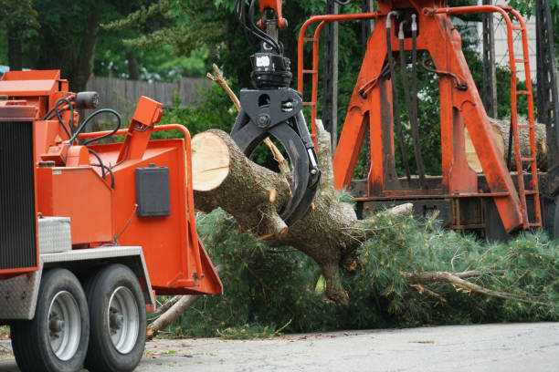 Best Grass Overseeding  in Munford, AL